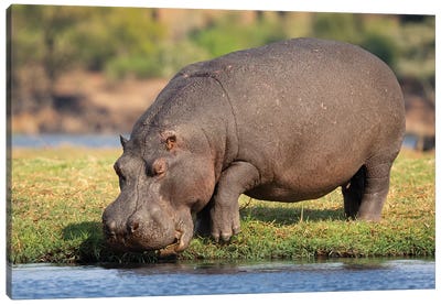 Hippopotamus Botswana Canvas Art Print - Mogens Trolle