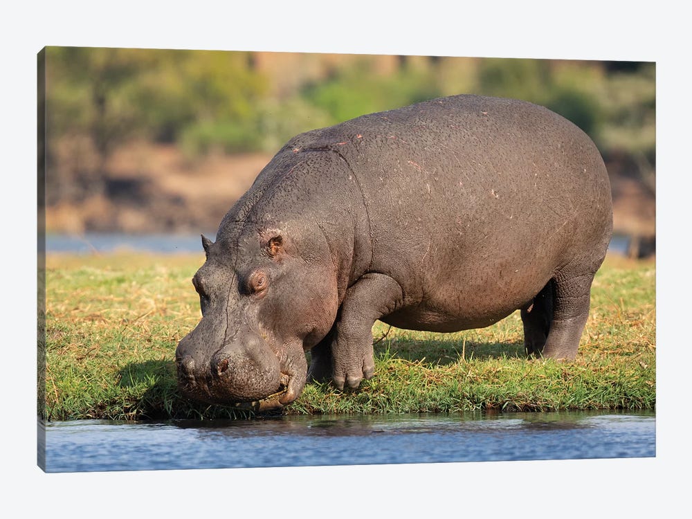 Hippopotamus Botswana by Mogens Trolle 1-piece Canvas Print
