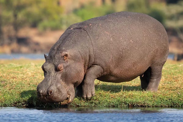 Mogens Trolle: Hippopotamus Botswana by Mogens Trolle