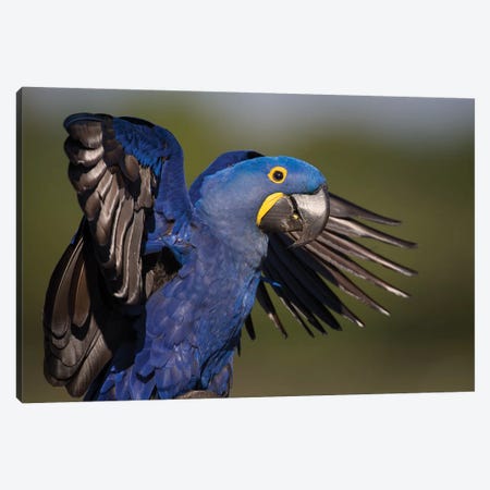Hyacinth Macaw Flapping Wings Canvas Print #MOG54} by Mogens Trolle Canvas Art Print