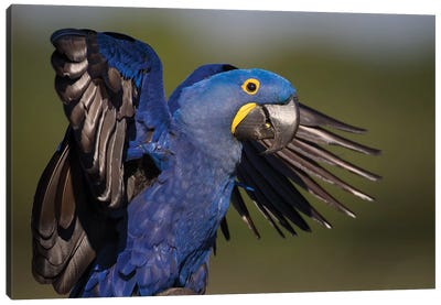 Hyacinth Macaw Flapping Wings Canvas Art Print - Mogens Trolle