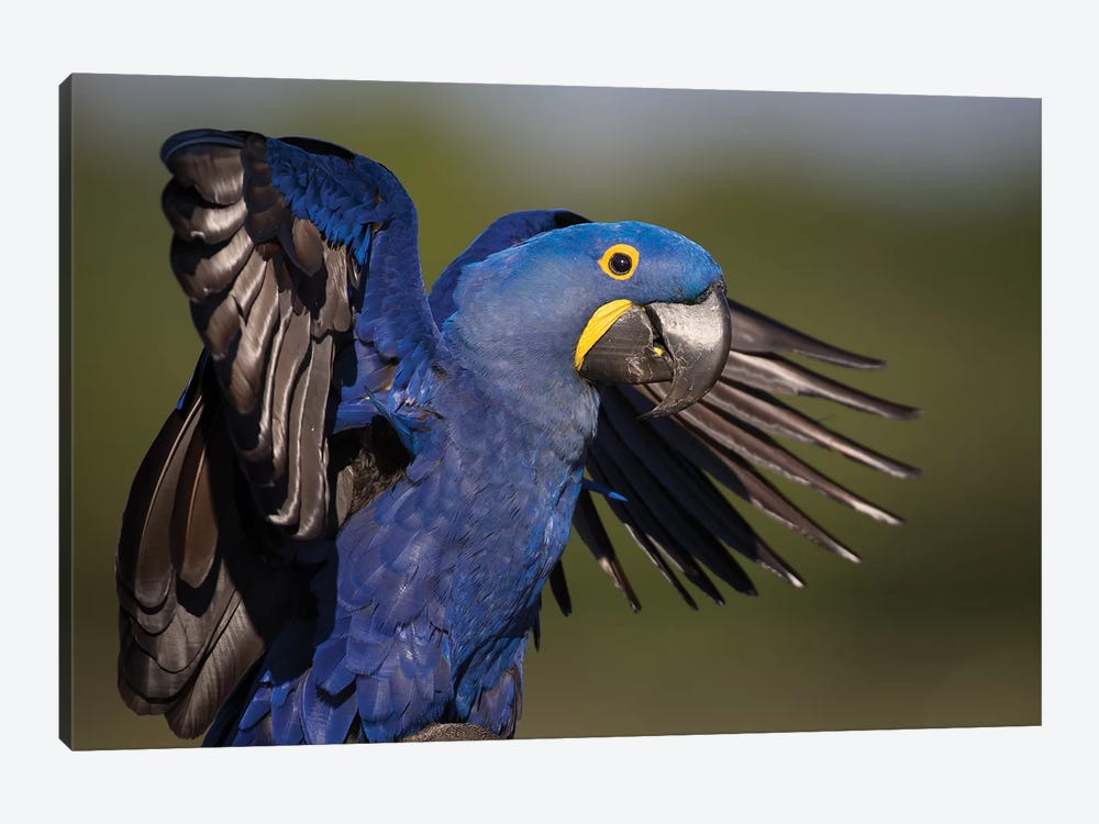 Hyacinth Macaw Flapping Wings by Mogens Trolle 1-piece Canvas Art