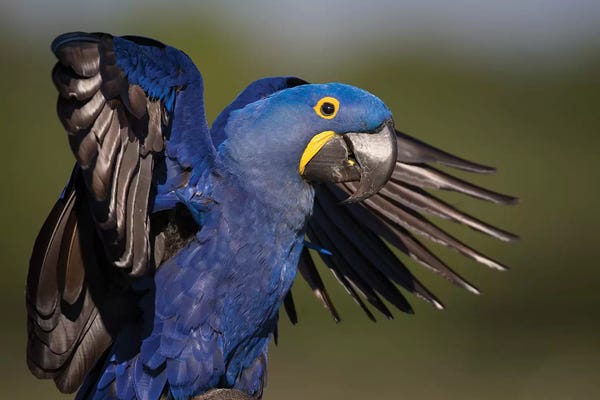 Mogens Trolle: Hyacinth Macaw Flapping Wings by Mogens Trolle