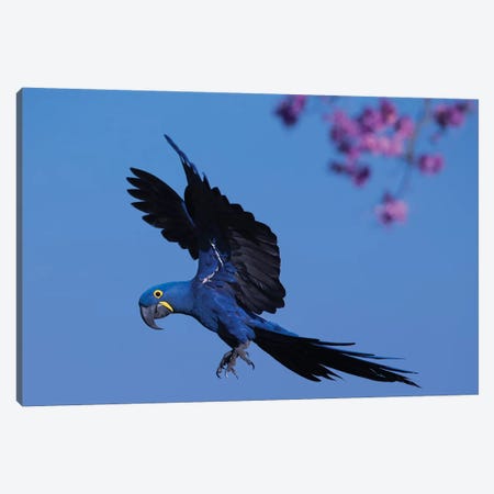 Hyacinth Macaw Flying Pink Flowers Canvas Print #MOG55} by Mogens Trolle Canvas Print