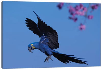 Hyacinth Macaw Flying Pink Flowers Canvas Art Print - Mogens Trolle