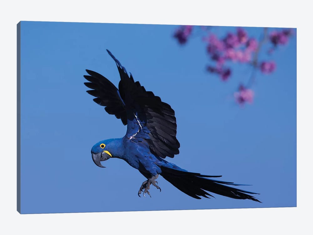 Hyacinth Macaw Flying Pink Flowers by Mogens Trolle 1-piece Art Print