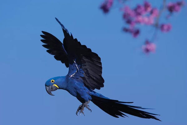 Parrots: Hyacinth Macaw Flying Pink Flowers by Mogens Trolle