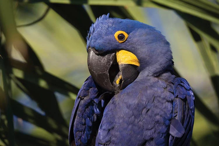 Hyacinth Macaw Portrait