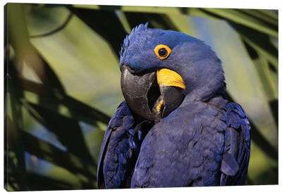 Hyacinth Macaw Portrait Canvas Art Print - Mogens Trolle