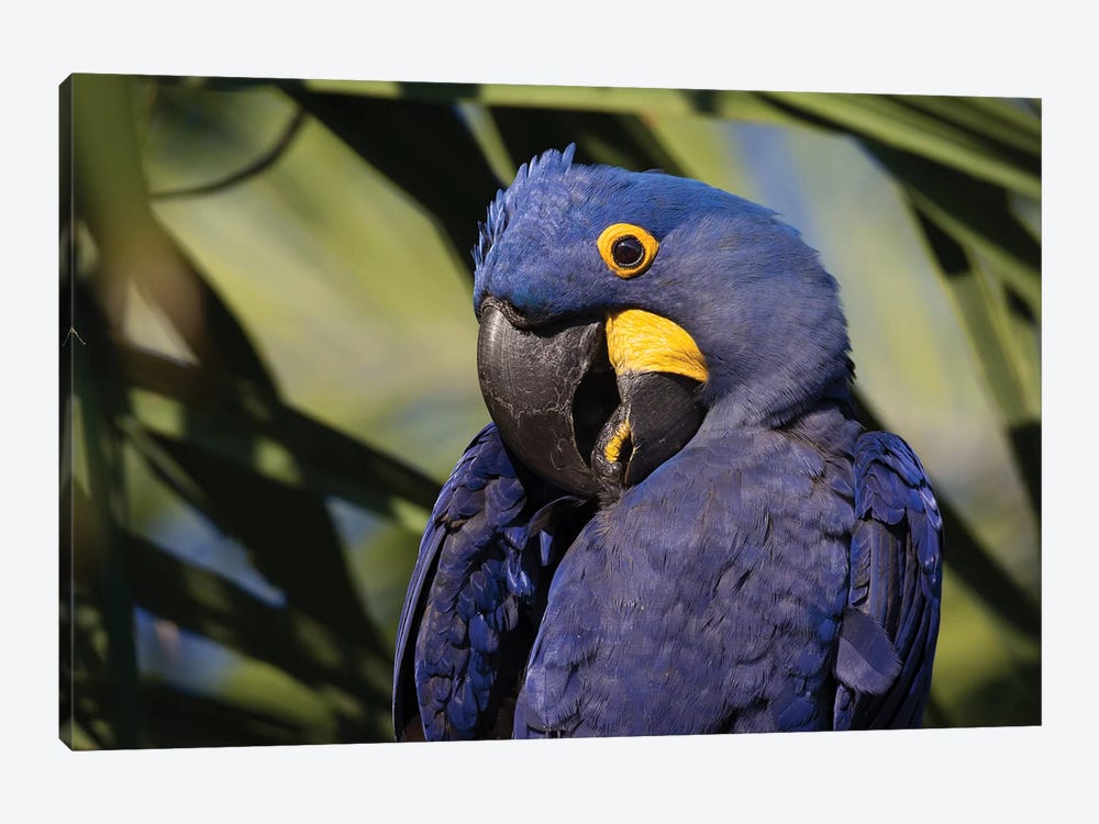 Hyacinth Macaw Portrait by Mogens Trolle 1-piece Canvas Art
