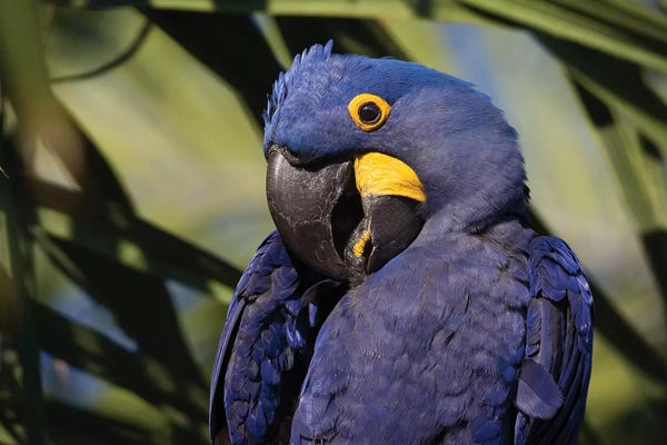 Mogens Trolle: Hyacinth Macaw Portrait by Mogens Trolle