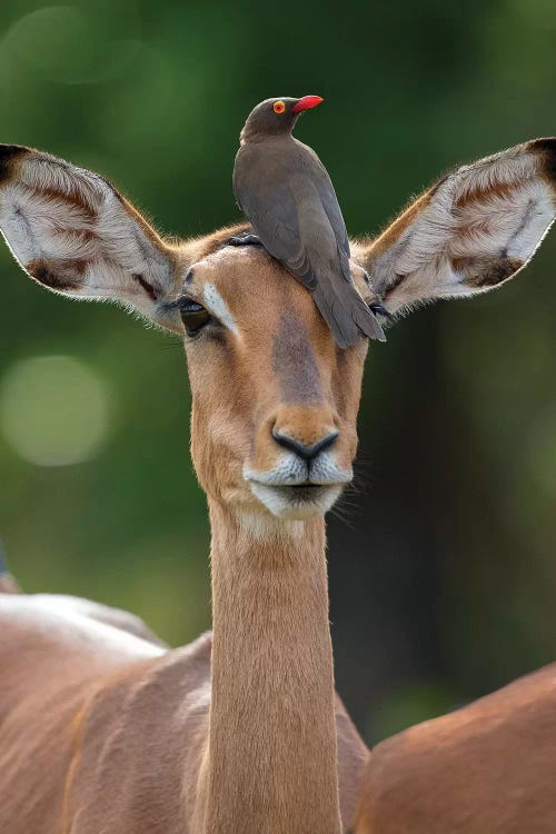 Impala And Oxpecker