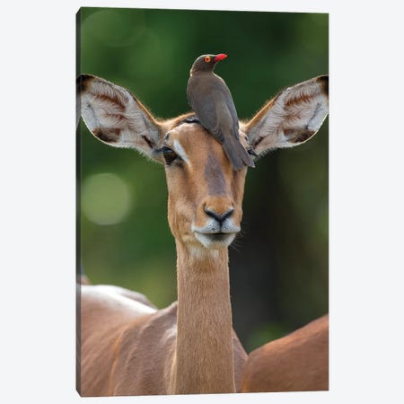 Impala And Oxpecker Canvas Print #MOG57} by Mogens Trolle Canvas Art Print