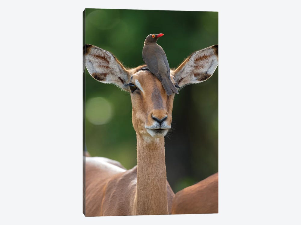 Impala And Oxpecker by Mogens Trolle 1-piece Canvas Print