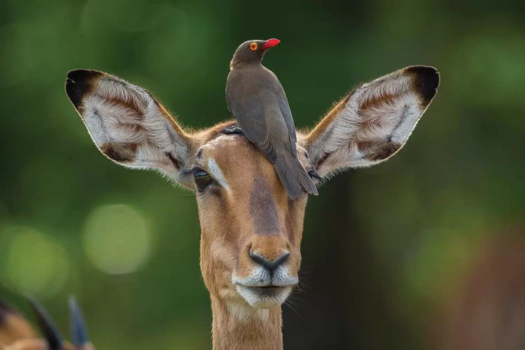 Impala And Oxpecker Horizontal