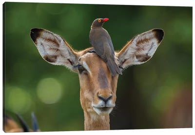 Impala And Oxpecker Horizontal Canvas Art Print - Antelope Art