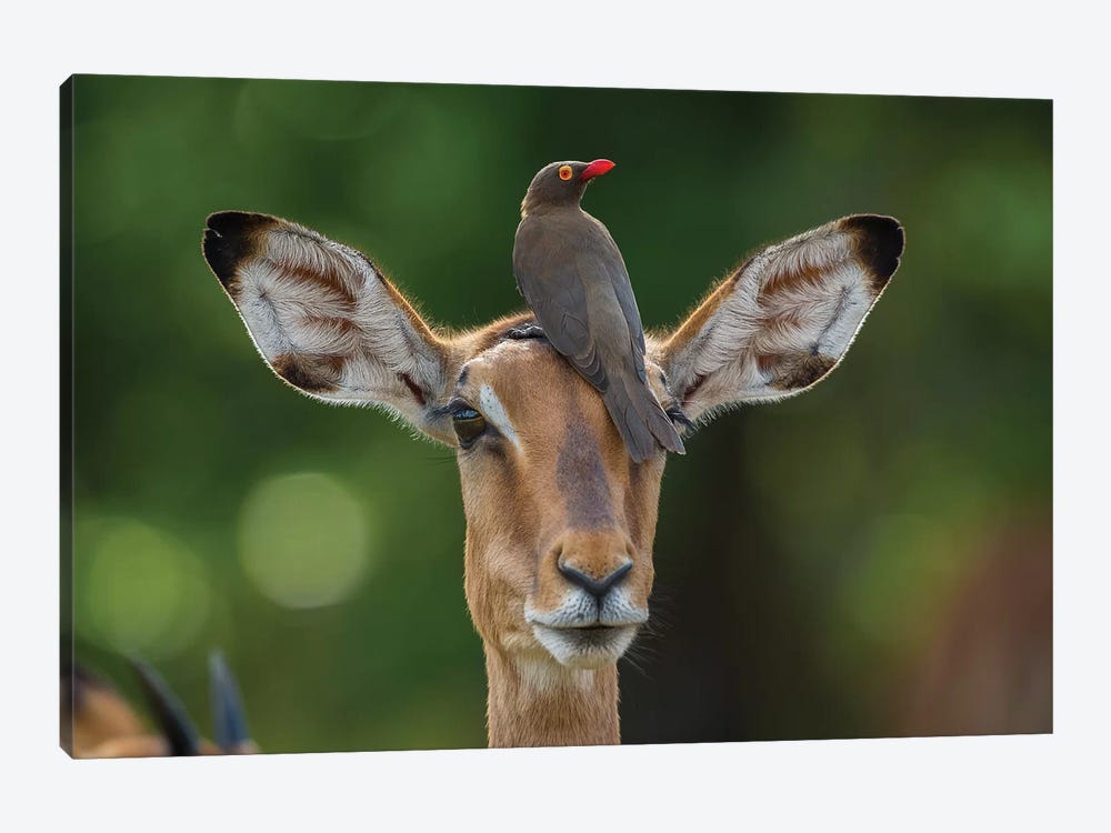 Impala And Oxpecker Horizontal by Mogens Trolle 1-piece Canvas Wall Art