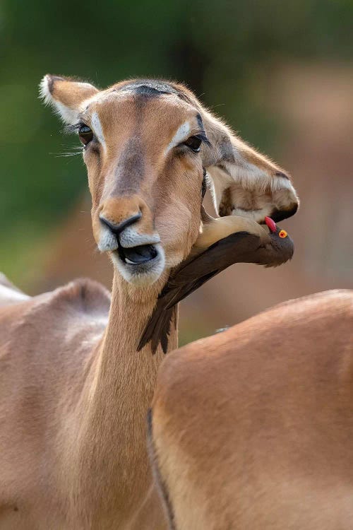 Impala Two Headed