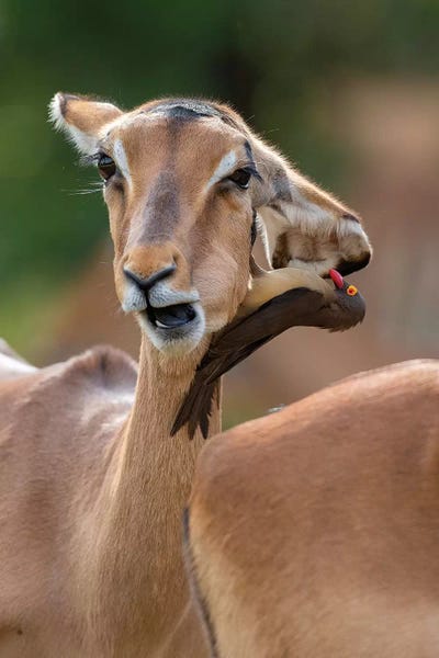 Antelopes: Impala Two Headed by Mogens Trolle