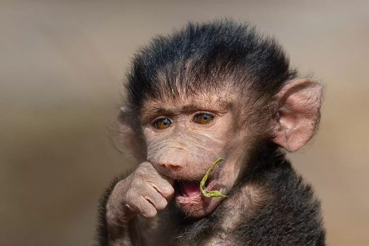 Baboon Baby I
