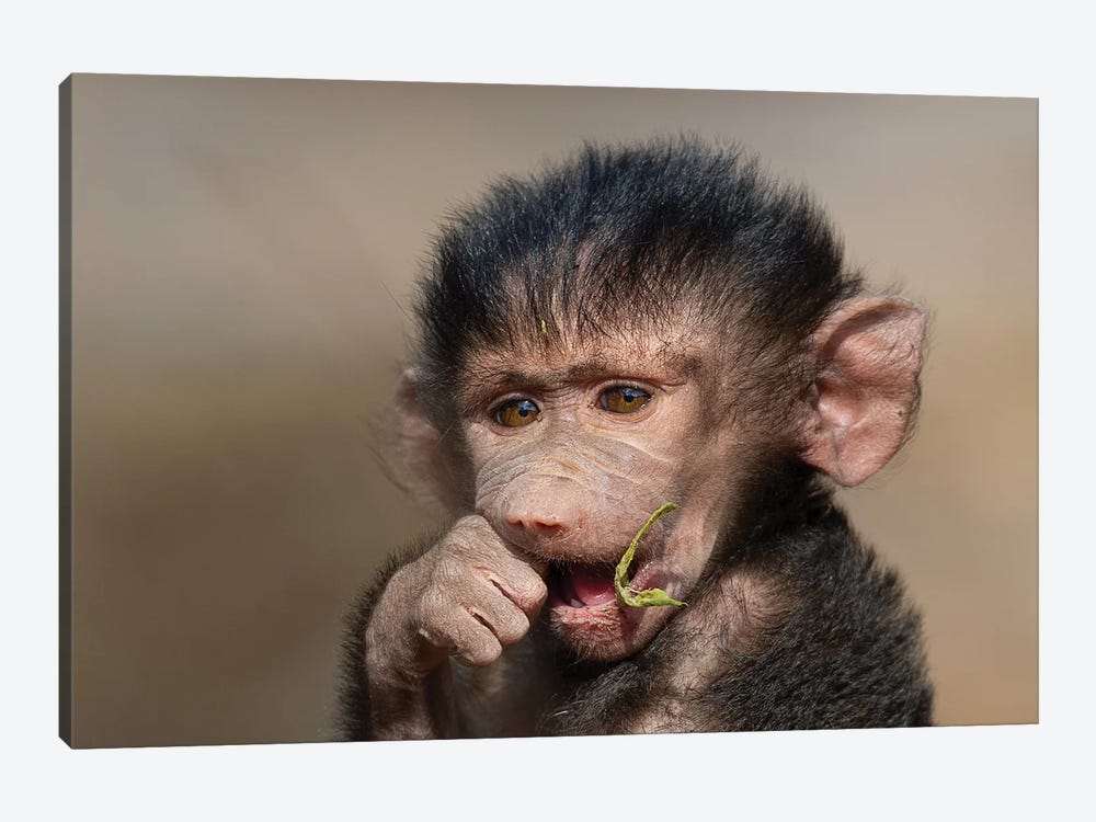 Baboon Baby I by Mogens Trolle 1-piece Canvas Wall Art