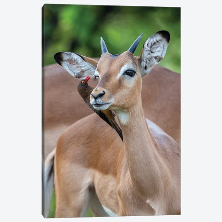 Impala Young Male And Oxpecker Canvas Print #MOG60} by Mogens Trolle Art Print