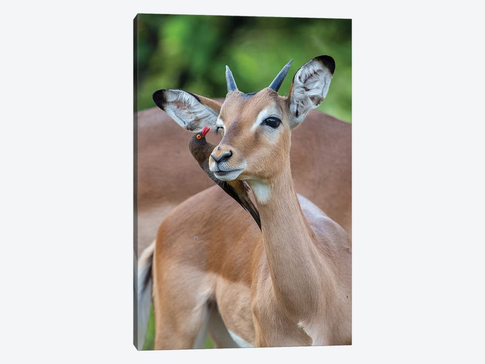 Impala Young Male And Oxpecker by Mogens Trolle 1-piece Canvas Print
