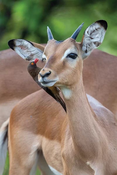 Antelopes: Impala Young Male And Oxpecker by Mogens Trolle