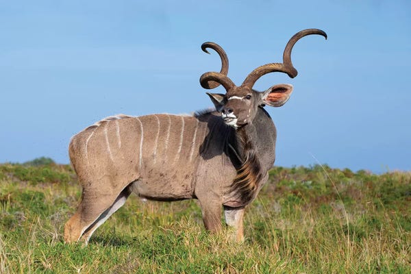 Mogens Trolle: Kudu Isimangaliso by Mogens Trolle