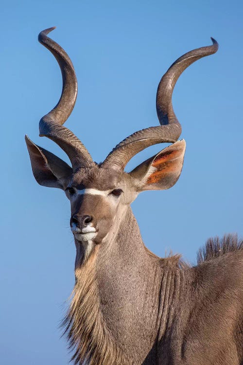 Kudu Portrait Etosha