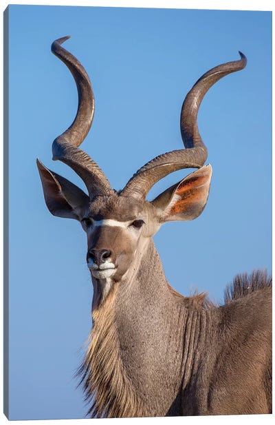 Kudu Portrait Etosha Canvas Art Print - Mogens Trolle