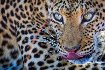 Leopard Bloodshot Eyes by Mogens Trolle acrylic art print