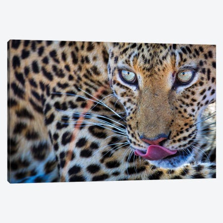 Leopard Bloodshot Eyes Canvas Print #MOG64} by Mogens Trolle Canvas Artwork