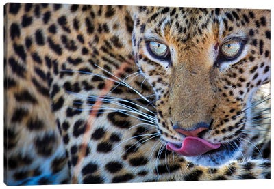 Leopard Bloodshot Eyes Canvas Art Print - Mogens Trolle