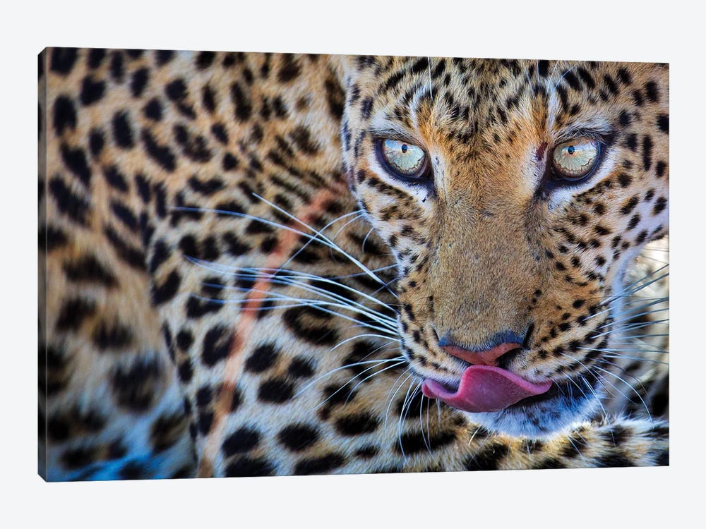 Leopard Bloodshot Eyes by Mogens Trolle 1-piece Canvas Print