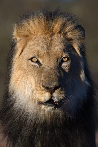 Lion Black Maned by Mogens Trolle acrylic art print