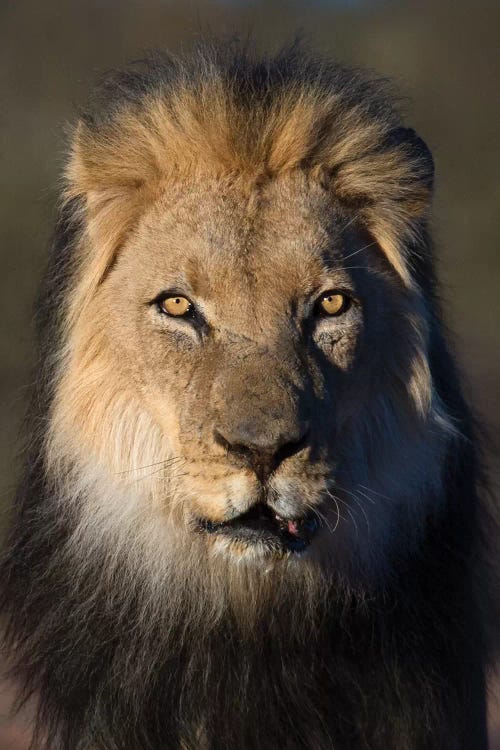 Lion Black Maned