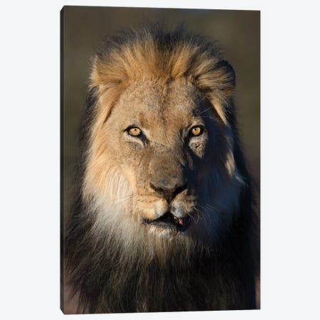 Lion Black Maned Canvas Print #MOG65} by Mogens Trolle Canvas Art