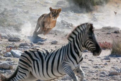 male lion hunting zebra