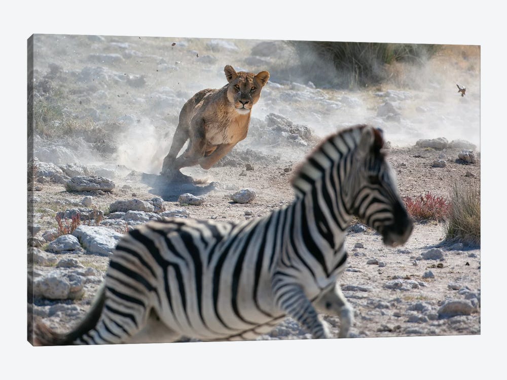 Lion Hunting Zebra by Mogens Trolle 1-piece Canvas Art
