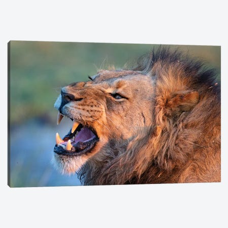 Lion Male Showing Teeth Canvas Print #MOG68} by Mogens Trolle Canvas Print