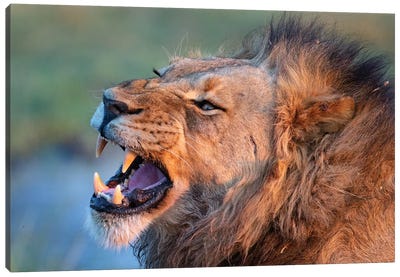 Lion Male Showing Teeth Canvas Art Print - Mogens Trolle
