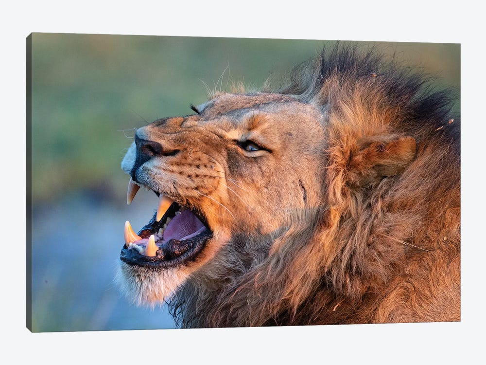 Lion Male Showing Teeth by Mogens Trolle 1-piece Art Print