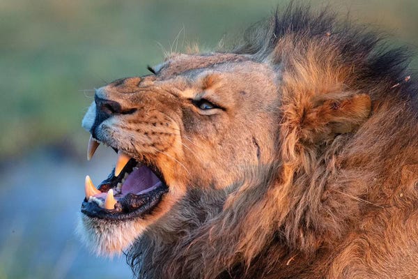 Lion Male Showing Teeth