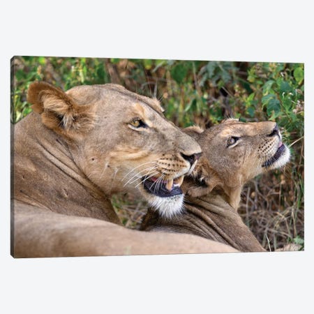 Lion Mother And Cub Samburu Canvas Print #MOG69} by Mogens Trolle Canvas Art Print