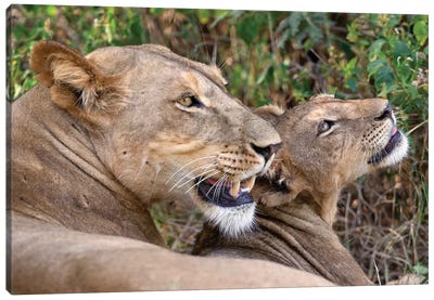 Lion Mother And Cub Samburu Canvas Art Print - Mogens Trolle