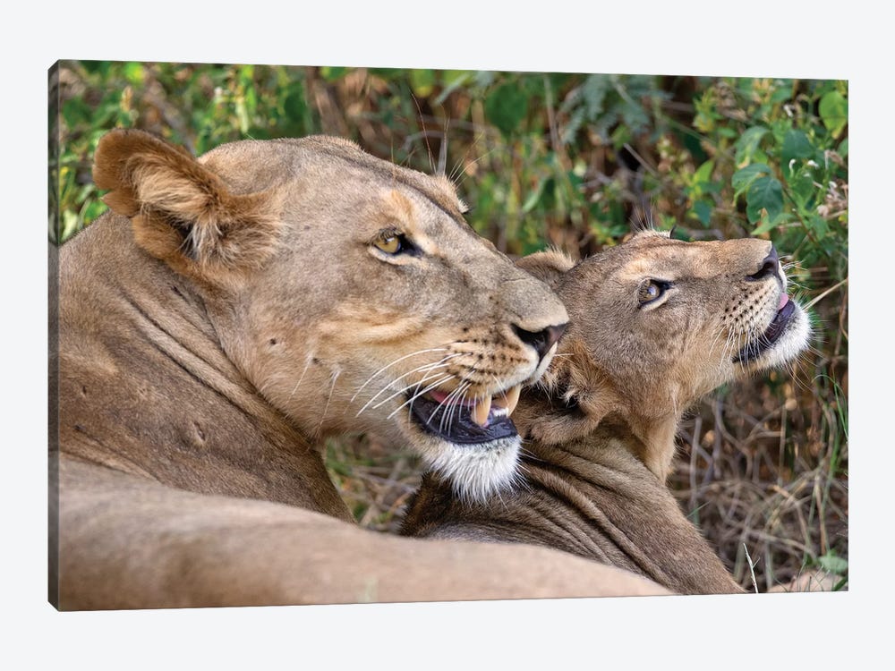 Lion Mother And Cub Samburu by Mogens Trolle 1-piece Canvas Wall Art