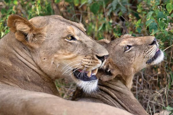 Lion Mother And Cub Samburu