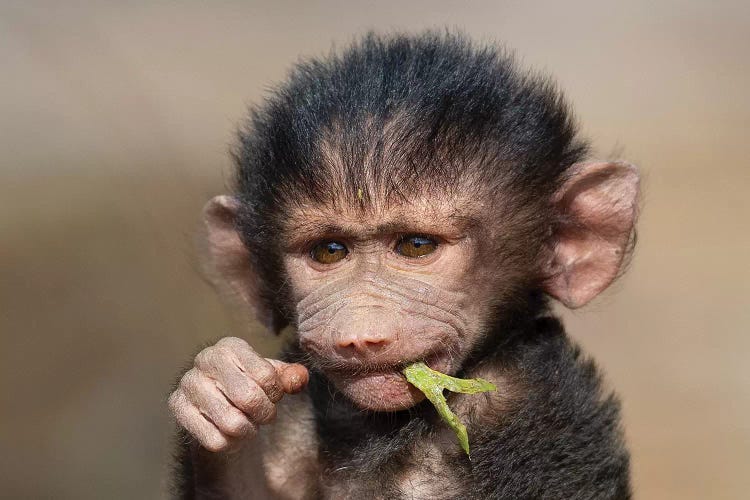 Baboon Baby II