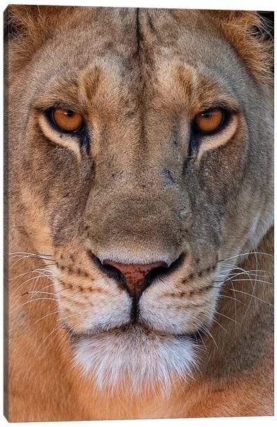 Lioness Eye Contact Kenya Canvas Art Print - Kenya